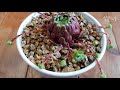 거미 바위솔 다육 분갈이하여 자구 키우기 removing spider succulent plants クモ多肉植物子分離する