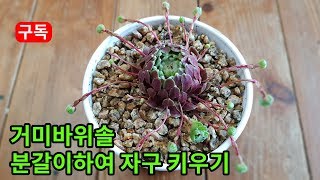 거미 바위솔 다육 분갈이하여 자구 키우기! Removing spider succulent plants クモ多肉植物子分離する