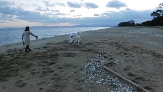 ボルゾイカイ君ユリア陸 海岸で