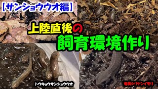 【上陸直後】トウキョウサンショウウオの簡単な飼育環境作り