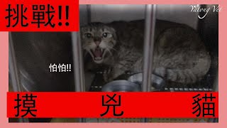 [廢片]挑戰！摸兇貓! ｜牙痛獸醫