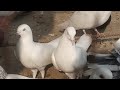 kakori pigeon Lucknow ke kabootar