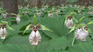 五丈の滝前植物園のクマガイソウ 2017年5月7日 Cypripedium japonicum Thunb. Colony in Japan : 栃木県佐野市水木町 : HD