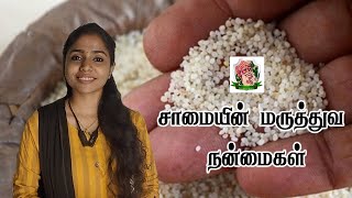 அரிசியை விட ஏழு மடங்கு அதிக நார் சத்து கொண்ட சாமை சிறுதானியம் | Samai | Little Millet