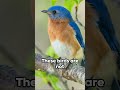 eastern bluebird new york s feathered emblem 🤯 animals love nature