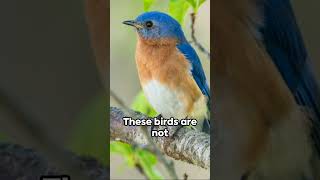 Eastern Bluebird: New York's Feathered Emblem 🤯  #animals #love #nature