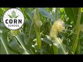 Corn School: Fungicides strategies for an uneven crop