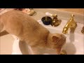 蛇口から直接水を飲む猫だいず飲めない猫こむぎ