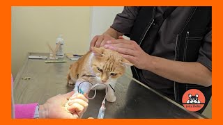 Little Rescued Cat Phoebe was a Brave Girl at the Vet