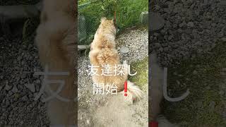 いつもの場所で友達探しをする犬のムーちゃん#Shorts