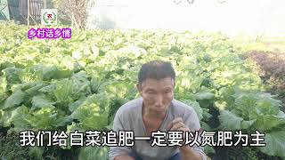 给白菜追肥，这两点不要做错了，错了白费劲白菜还长不好 #新农人计划2024 #一份耕耘一份收获