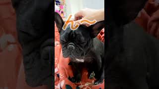 うっとりフレブル#フレンチブルドッグ#フレブル#癒し#マッサージ師 #frenchbulldog