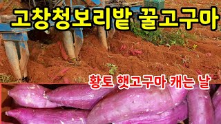 [체험]고창 청보리밭 꿀고구마 황토 햇고구마 캐는 날  #꿀고구마 #고구마캐기 #햇고구마  2021년 8월 31일