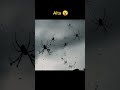 teste de fobia aracnofobia medo de aranha edit shorts aracnofobia