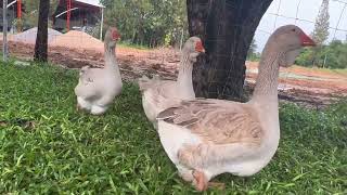 “ห่านใจแอ้นดิวลาฟโทเล้า(Giant Dewlap Toulouse geese)” #ห่านสวยงาม #คนรักห่าน #gtgoosefarm