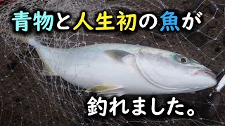 【ショアジギング】小雨のなか青物と人生初の魚!!