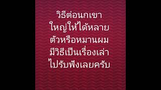 ตำราต่อนกเขาใหญ่ให้หมานให้ได้หลายตัวมีวิธีครับ