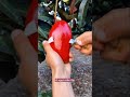 vị ngọt miền tây Ăn xoài Đỏ Đúng cách p25 🍒 cut fruits 🍍tiktok china