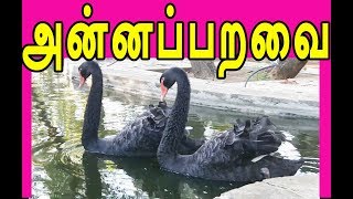 அன்னப்பறவை அழகு | Black Swan | channel art india