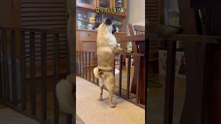 人間の男に見えてくるパグ🙉‼️#パグ#パグのいる家#pug