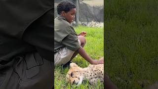 Would You Again Pet a Cheetah in Africa? #mrbeast #mrbeast #mrbeasthindi #mrbeastshorts #beasttimes