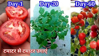 टमाटर से टमाटर उगाने से लेकर टमाटर तोड़ने तक / Tamatar Kaise Ugaye / How to Grow Tomatoes at home