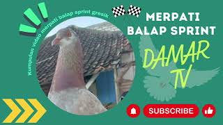 Lomba Merpati Balap Sprint Gresik Bersatu 500M Jum'at - Lap Gajero - DAMAR TV