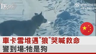 車卡雪堆遇「狼」哭喊救命 警到場 牠是狗｜TVBS新聞@internationalNewsplus