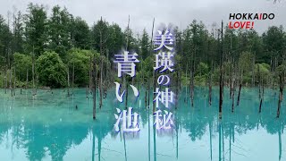 美瑛の魅力　06:30am白ひげの滝　07:00am青い池　美瑛の神秘　絶景バス旅【ふらのバス】#hokkaidolove