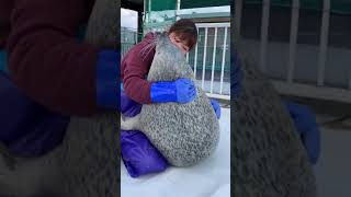 Sea Chonk gets Heccin Hugged