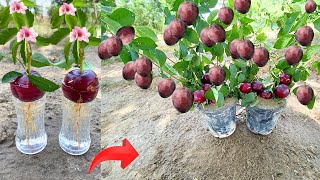 How to grow plum Tree from plum fruit with new idea 100% success using natural rooting hormone