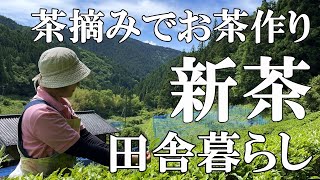 【新茶摘み】茶葉を摘みお茶作り。手作り新茶で水出し冷茶を楽しむ癒やしの時間とキジの夫婦｜村暮らし｜移住｜理【標高800ｍの田舎暮らし】