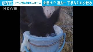 バケツに頭ごと突っ込み無呼吸でミルク一気飲み　子牛の中で過去一番下手な飲み方？(2023年12月7日)