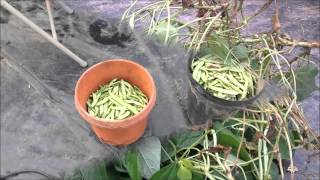 Impressive Production From The Roma II Bush Beans