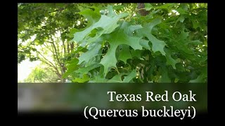 Climate-Ready Trees: Texas Red Oak