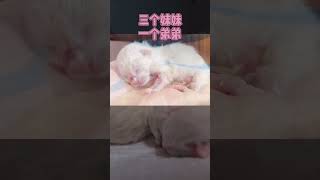 #小奶猫 #布偶猫 #猫咪生产 还不知道叫啥好🤔#萌宠出道计划   抖音