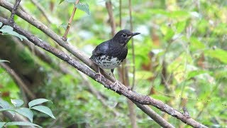 河口湖フィールドセンターのクロツグミ（雄・若鳥）の水浴び　その３（4K60P動画）