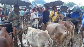 পেটে খায়, তাই বৃষ্টির মধ্যেও বৃদ্ধ বয়সে গরু নিয়ে দাঁড়িয়ে আছেন তিনি|| আমবাড়ী হাট থেকে গাভীর দাম