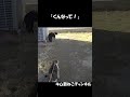 爆笑！散歩中にストーカーになった猫 shorts