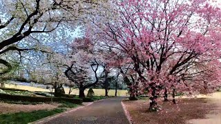 【4K】Cherry blossoms at Shinjuku Gyoen National Garden and Ramen Ichiran　新宿御苑の桜とラーメン一蘭