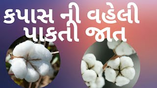 કપાસ ની વહેલી પાકતી જાતો #કપાસ ની જાતો #કપાસ #કપાસ નું બિયારણ #earlymaturecottonvariety