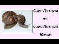 Cornu Aspersum und Cornu Aspersum Maxima Unterschiede und Info #schnecken #snails