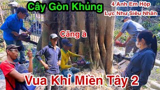 Chấn Động Long Trời Lỡ Đất Cưa 3 Cây Gòn Siêu Khủng Quá Nguy Hiểm Nhóm Anh Kiệt Vua Khỉ Miền Tây 2/2