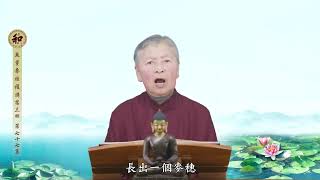 77第三回刘素云老师复讲《无量寿经》第七十七集2024-05-17