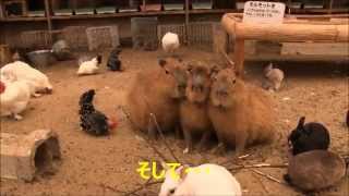 カピバラ　（渋川動物公園篇）熾烈なベスポジ争い