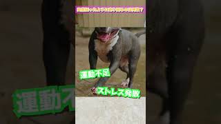 Q：犬が狂ったように走り回るのはなぜ？ #Shorts