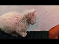 💖 可愛い子猫たちが遊び、ママ猫が愛を注ぐ！🐱🍽️ 一緒に食べて遊ぶ！😻