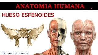 Hueso Esfenoides - Anatomía Humana en Odontología