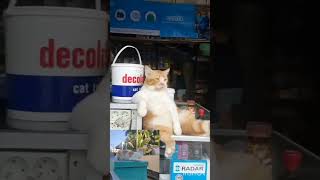 கடையில நெறய திருட்டு போகுதே மம்மி #cat #comedy #funny #catlover #pets #petlover