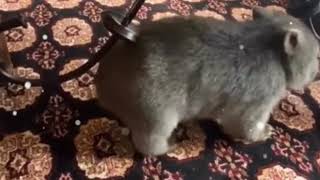 Wombat scratching his butt